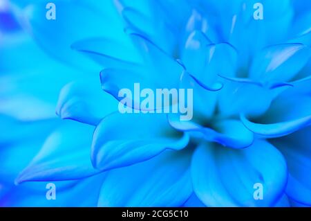 Abstract light blue floral background. Dahlia petals close up. Macro. Blurred image, soft focus. Close up. Stock Photo