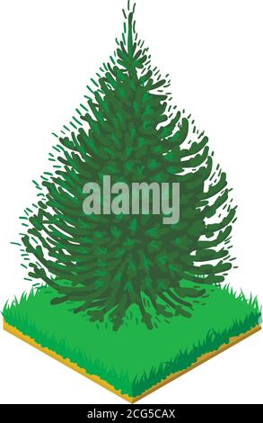 Balsam fir icon, isometric style Stock Vector