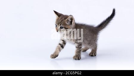 Domestic Tabby Kitten walking on a reflective surface isolated on white