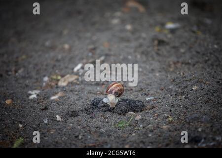 Helix Pomatia, also called Burgundy, Edible or Roman snail, known as escargot, standing on a rock on a wet ground after a rain. It is a brown very com Stock Photo