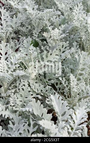 Dusty miller, Silver ragwort, Silver dust or Jacobaea maritima. Silver foliage background. Closeup Stock Photo