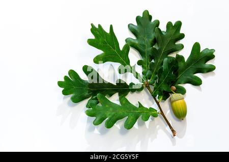 Sprig of oak with a green acorn on a white background. Close-up. Copy space Stock Photo