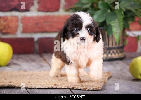 Mini Aussiedoodle puppy standing on wood floor with brick wall and apples in background