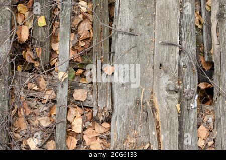 Old wooden planks with dry leaves. Soft focus nature background. Autumn picture. Stock Photo