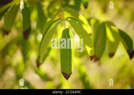walnut tree green leaves with dry brown ends on the tree branch Stock Photo