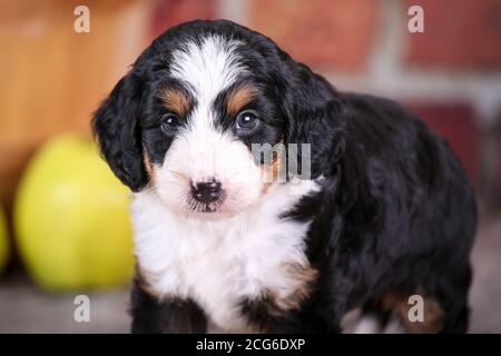 Mini Aussiedoodle puppy standing on wood floor with brick wall and apples in background