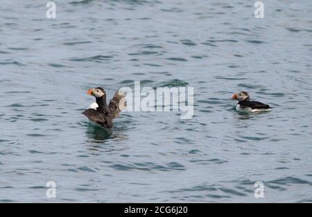 Puffin in Icelandic waters, where they move during summer for the mating season, busy with fishing and feeding their pufflings Stock Photo