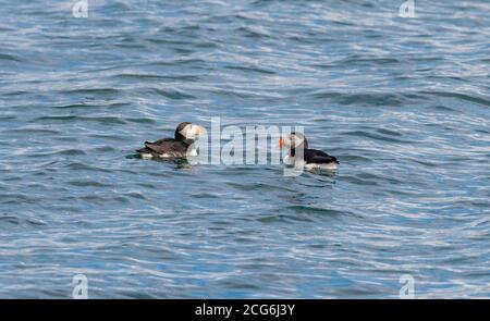 Puffin in Icelandic waters, where they move during summer for the mating season, busy with fishing and feeding their pufflings Stock Photo