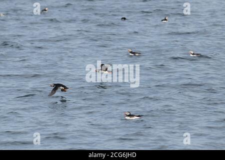 Puffin in Icelandic waters, where they move during summer for the mating season, busy with fishing and feeding their pufflings Stock Photo