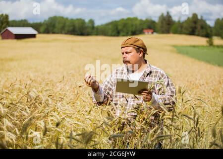 An agronomist checking the quality of grain standing in the middle of a rye field, using tablet computer Stock Photo