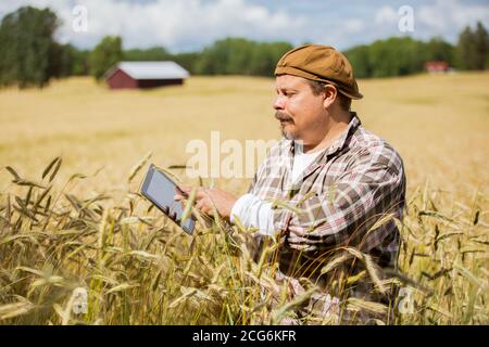 An agronomist checking the quality of grain standing in the middle of a rye field, using tablet computer Stock Photo