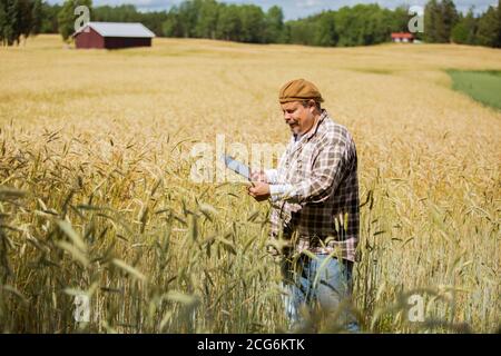 An agronomist checking the quality of grain standing in the middle of a rye field, using tablet computer Stock Photo