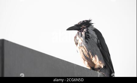 Black crow perching on a lighting pole and watching around Stock Photo