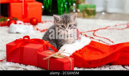 Cute tabby kitten near Christmas Santa Claus hat, garland lights, Xmas gifts decor. Pretty Baby cat. Home pets at New Year Long web banner. Stock Photo