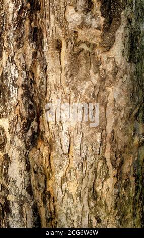 Tree Texture from old tree Stock Photo