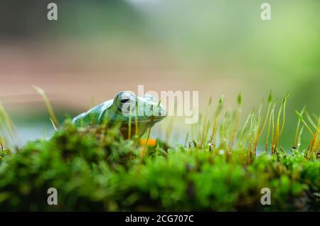 Close-up of a frog sitting on moss, Indonesia Stock Photo