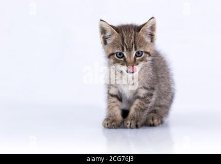 Domestic Tabby Kitten sitting on a reflective surface with tongue out isolated on white Stock Photo