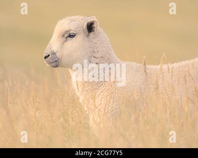 Close-up portrait of a lamb standing in a field eating grass, New Zealand Stock Photo