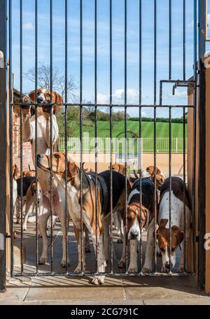 Belvoir, Lincolnshire, UK - English Foxhound at the Belvoir Hunt Kennels Stock Photo