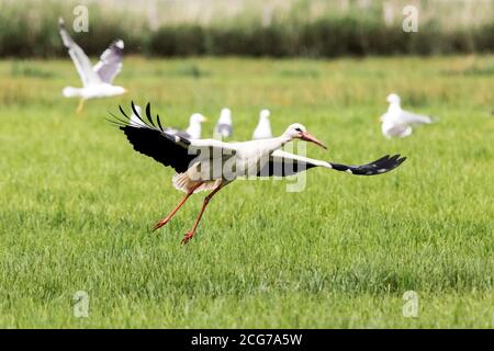 White stork or rattle stork in a meadow among herring gulls Stock Photo
