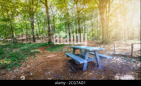 Wooden picnic table in the forest and sun rays through the deciduous trees on a beautiful summer day. Stock Photo