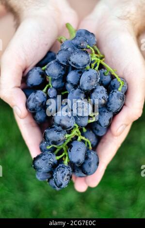 Farmer hands holding fresh bunch of black grapes harvest In Vineyard. Man holding ripe dark blue wine grapes, Grapes harvest. Closeup Stock Photo