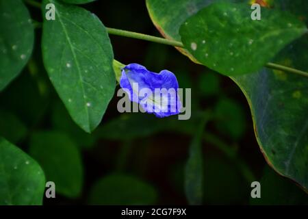 A beautiful close up photo of a blue pea flower with amazing green background and green leaves Stock Photo