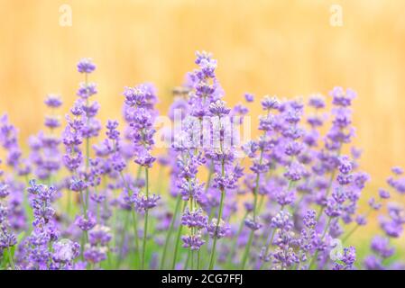 Lavender flowers at sunlight in a soft focus, pastel colors and blur ...