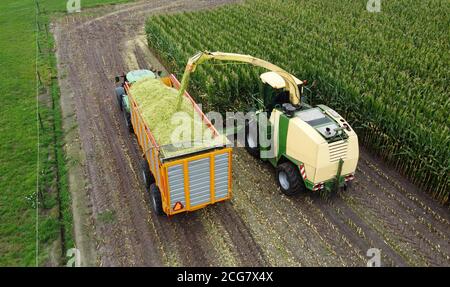 A chopper is harvesting a maize field at the end of the summer in the Netherlands. Stock Photo