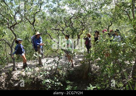 trilhas trails cerrado landscape brazilian flora botany nature Stock Photo