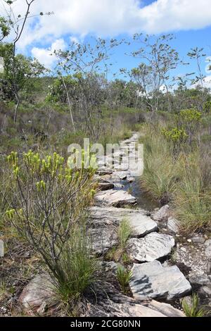 trilhas trails cerrado landscape brazilian flora botany nature Stock Photo
