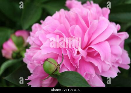 Light pink peony with buds and green leaves,pink peony in the garden,light pink peony macro,spring flower,beauty in nature,floral photo,macro photo Stock Photo