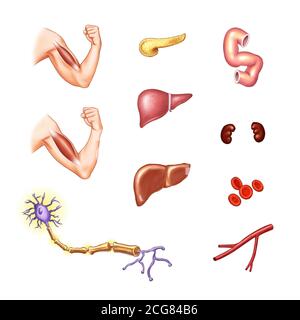 anatomical illustrations of human organs Stock Photo