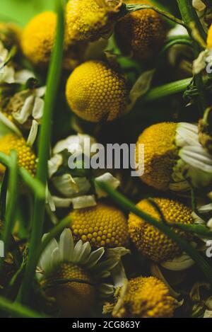 Beautiful Macro close up of chamomile Flowers / plant Stock Photo
