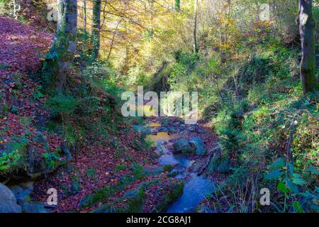 Beech forest of the Grevolosa, with more than 300 years of life. It contains trees 1 meter in diameter and 40 meters high. Lovely in autumn. Catalonia Stock Photo