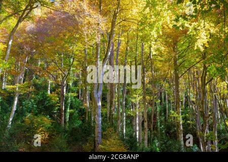 Beech forest of the Grevolosa, with more than 300 years of life. It contains trees 1 meter in diameter and 40 meters high. Lovely in autumn. Catalonia Stock Photo