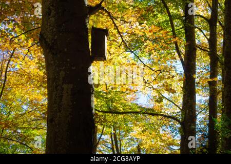 Beech forest of the Grevolosa, with more than 300 years of life. It contains trees 1 meter in diameter and 40 meters high. Lovely in autumn. Catalonia Stock Photo