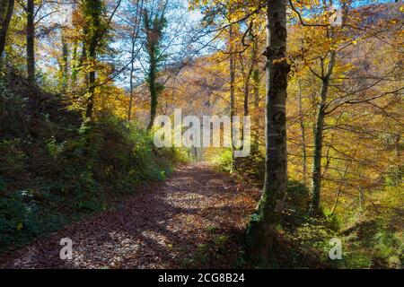 Beech forest of the Grevolosa, with more than 300 years of life. It contains trees 1 meter in diameter and 40 meters high. Lovely in autumn. Catalonia Stock Photo