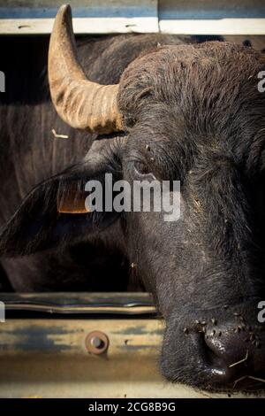 Adult Italian mediterranean buffalo looking at camera at italian livestock, with flies on the nose. Half face cut, vertical shot. Stock Photo