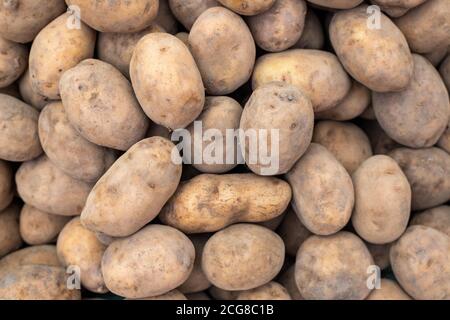Fresh raw potato pile, top view photo texture. Rich protein food ingredient. Raw potato for chips or french fries. Ripe potato in peel on organic farm Stock Photo