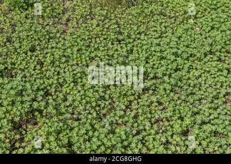 Masses leaves of Buttercups / Ranunculus, though uncertain of which Buttercup species. For agricultural weeds, overgrown by weeds, weed patch. Stock Photo