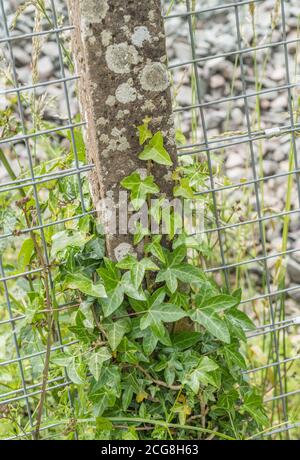 Climbing ivy / Common Ivy - Hedera helix - growing up the side of a concrete fence pole. Creeping ivy concept. Ivy plant on fence. Medicinal plant. Stock Photo