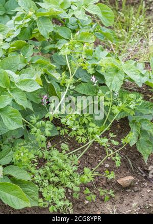 Flowers of Common Fumitory / Fumaria officinalis growing in arable field. Medicinal annual plant Fumitory was once used in herbal remedies. Stock Photo