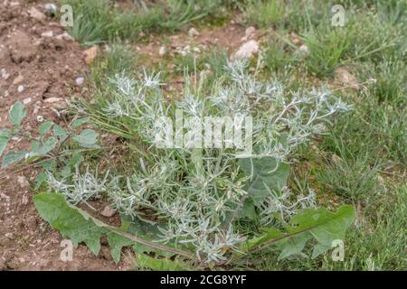 Leaves of Marsh Cudweed / Gnaphalium uliginosum growing in arable field among a potato crop. Common agricultural and arable farm weed. Medicinal herb. Stock Photo