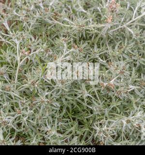 Leaves of Marsh Cudweed / Gnaphalium uliginosum growing in arable field among a potato crop. Common agricultural and arable farm weed. Medicinal herb. Stock Photo