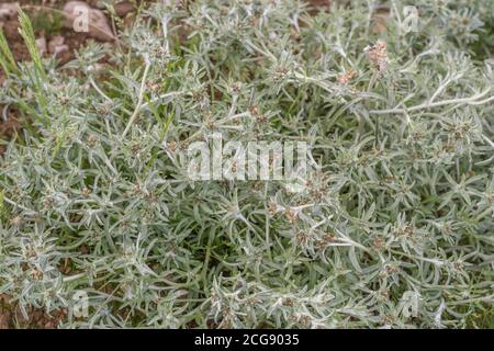 Leaves of Marsh Cudweed / Gnaphalium uliginosum growing in arable field among a potato crop. Common agricultural and arable farm weed. Medicinal herb. Stock Photo