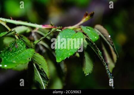 small dew water on green taro leaf. water drop on the leaf Stock Photo