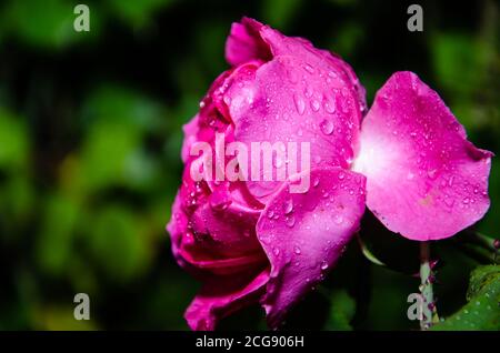 Pink Rose flower with raindrops on background pink roses flowers. Nature. Stock Photo
