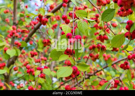 Ripe wild apples on the branches Stock Photo