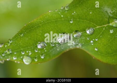 Macro close-up of raindrops on Tutsan / Hypericum androsaemum leaf. Tutsan was used as medicinal herbal wound plant, and is related to St. John's wort Stock Photo